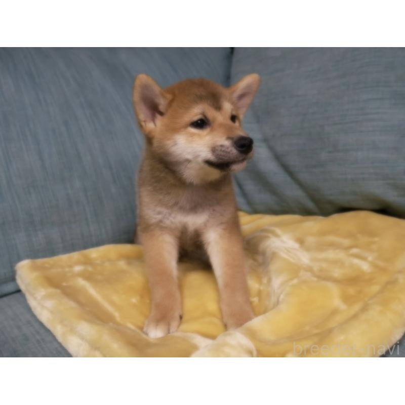 販売中の岡山県の柴犬-435330の8枚目