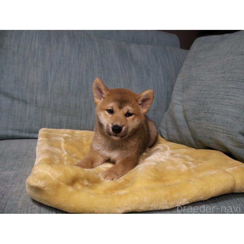 販売中の岡山県の柴犬-435330の7枚目