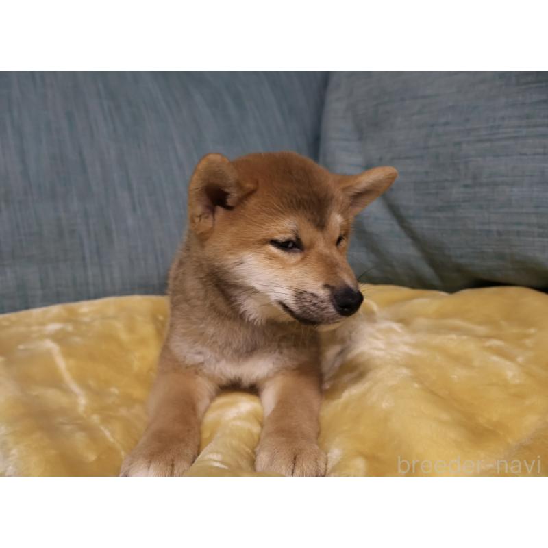 販売中の岡山県の柴犬-435330の6枚目