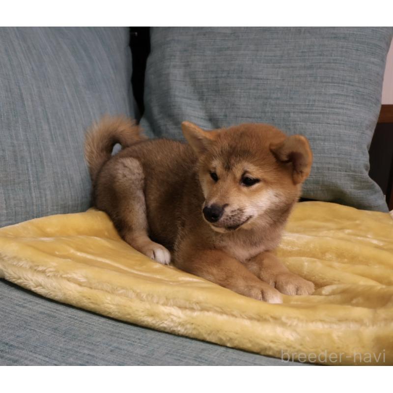 販売中の岡山県の柴犬-435330の5枚目