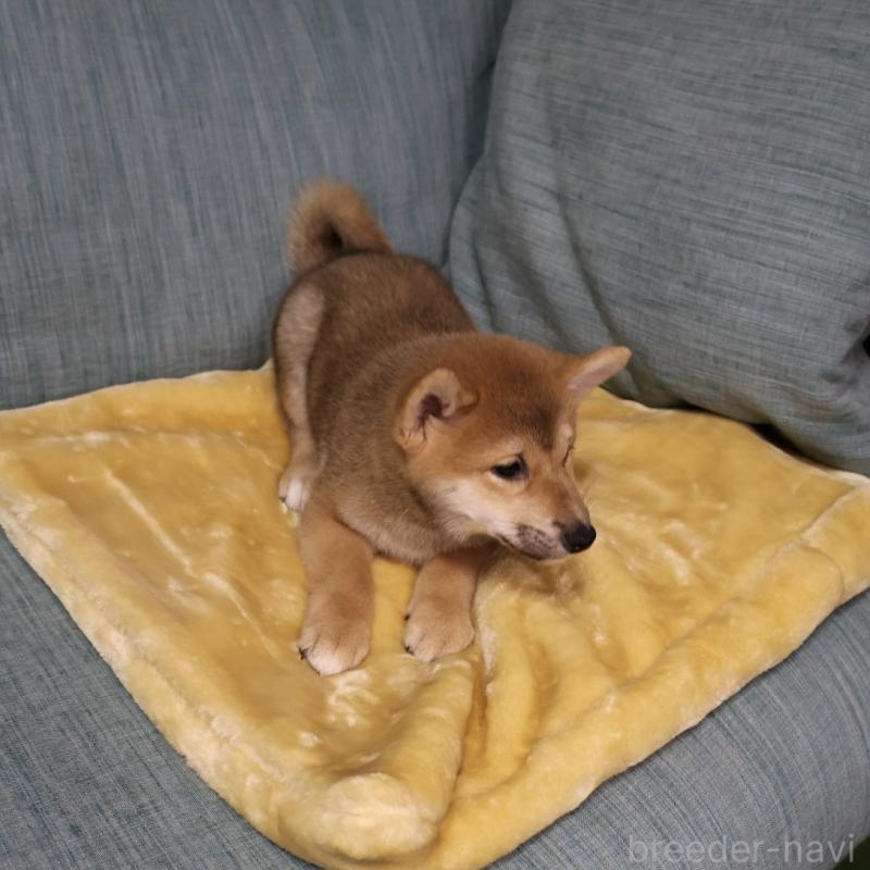 販売中の岡山県の柴犬-435330の3枚目