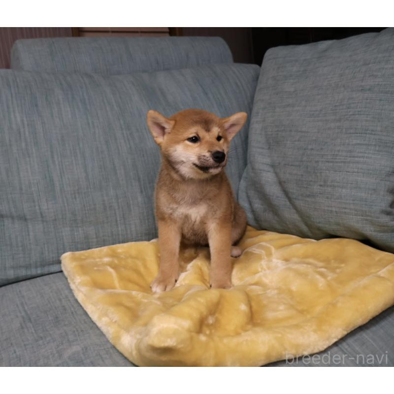 販売中の岡山県の柴犬-435330の2枚目