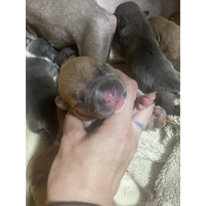 販売中の佐賀県のアメリカンピットブルテリア-435130の3枚目