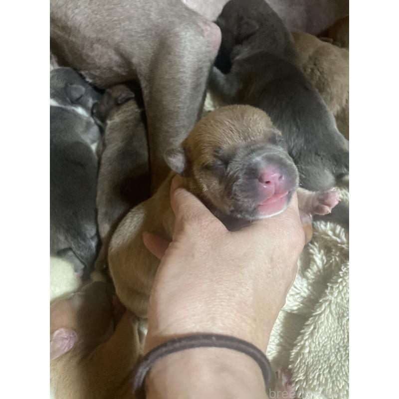 販売中の佐賀県のアメリカンピットブルテリア-435130の2枚目