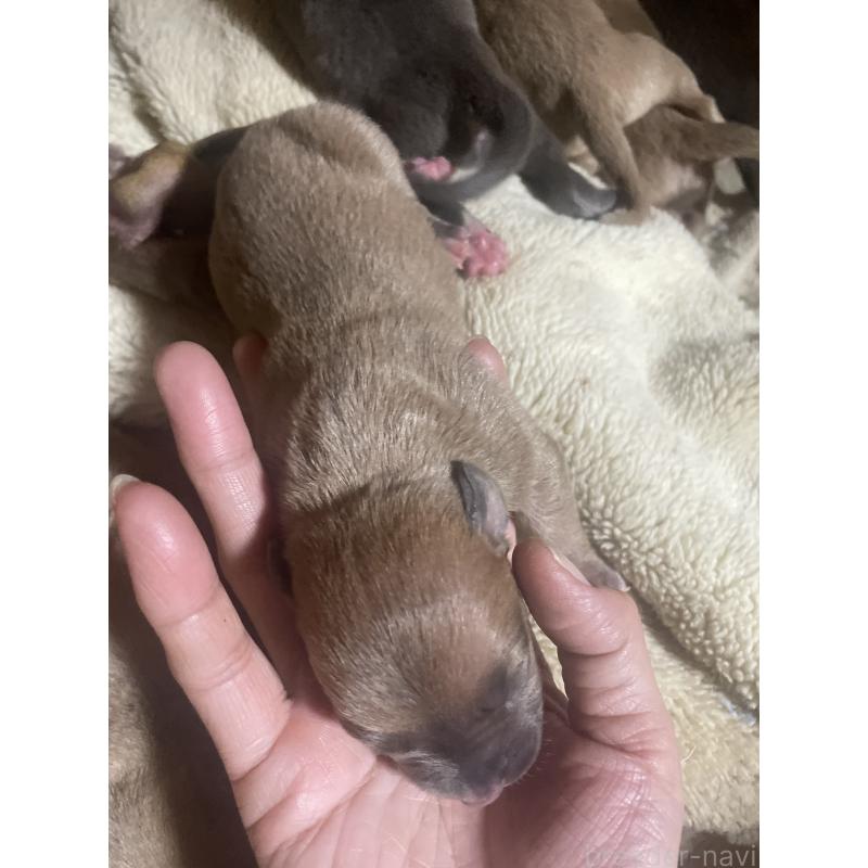 販売中の佐賀県のアメリカンピットブルテリア-435131の6枚目