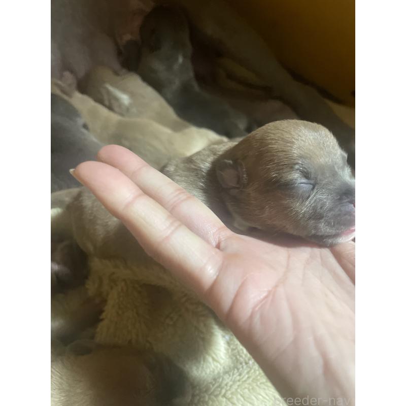 販売中の佐賀県のアメリカンピットブルテリア-435131の4枚目