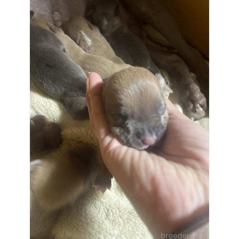 販売中の佐賀県のアメリカンピットブルテリア-435131の2枚目