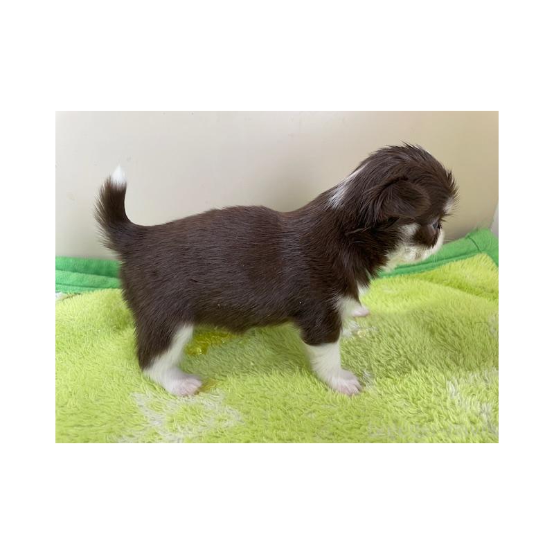 販売中の福岡県のチワワ(ロングコート)-435132の5枚目