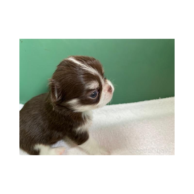 販売中の福岡県のチワワ(ロングコート)-435132の2枚目