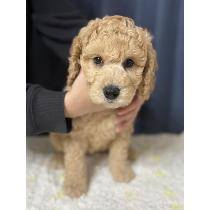販売中の鹿児島県のミディアムプードル-435331