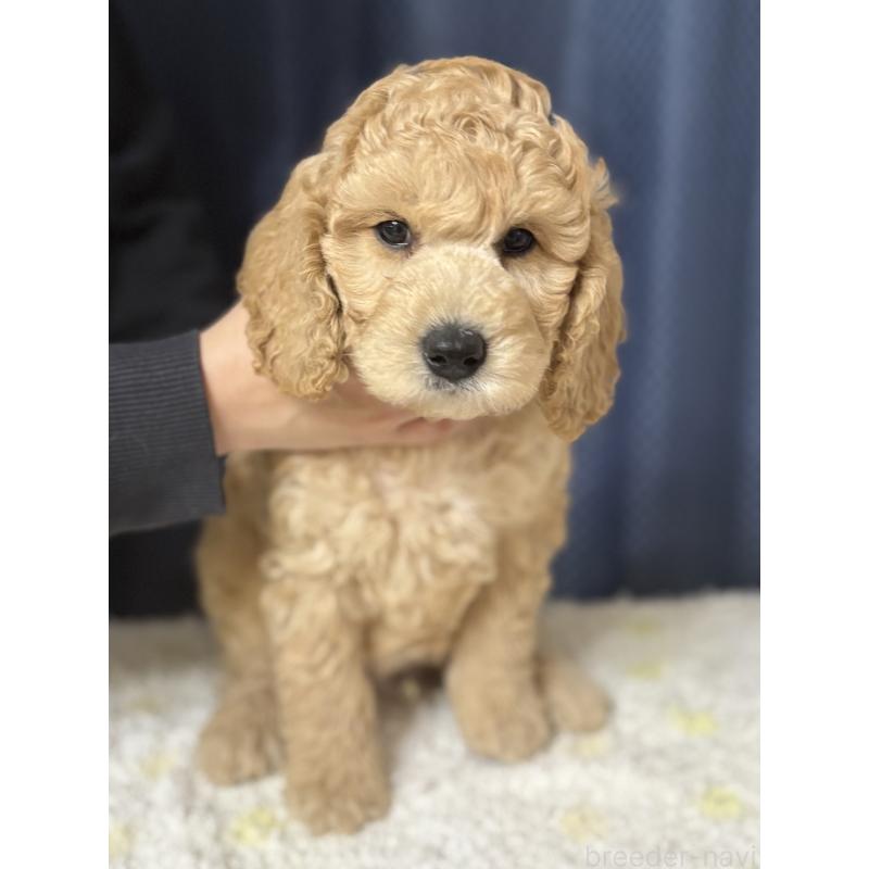 販売中の鹿児島県のミディアムプードル-435331の7枚目