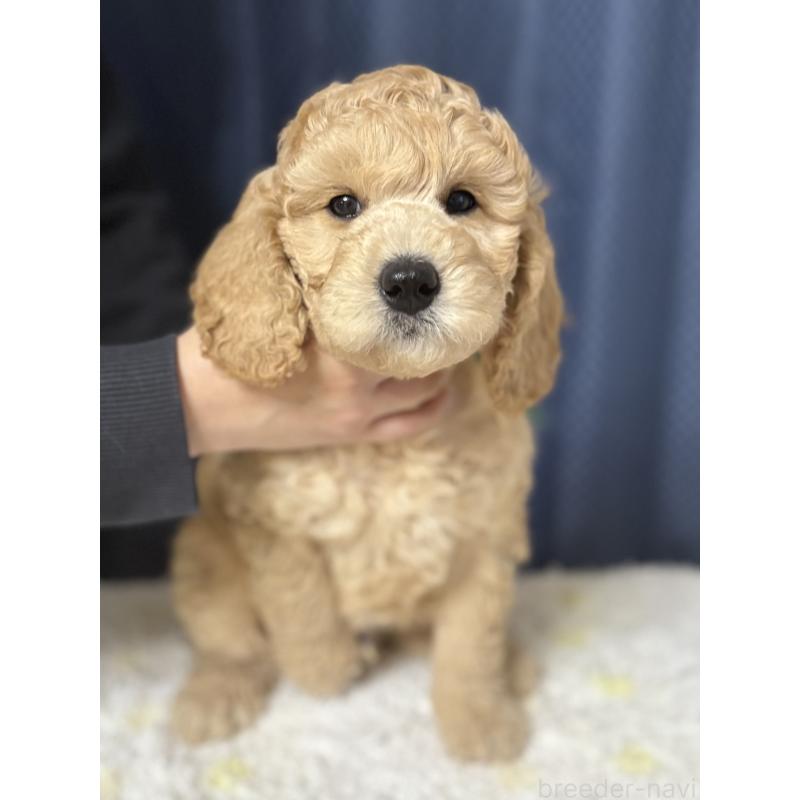 販売中の鹿児島県のミディアムプードル-435331の6枚目