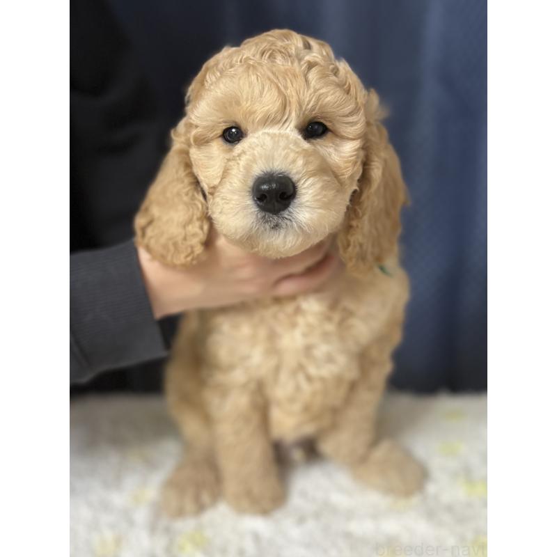 販売中の鹿児島県のミディアムプードル-435331の3枚目