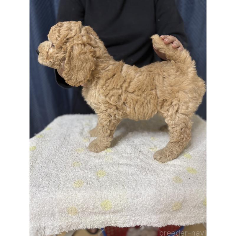 販売中の鹿児島県のミディアムプードル-435331の2枚目