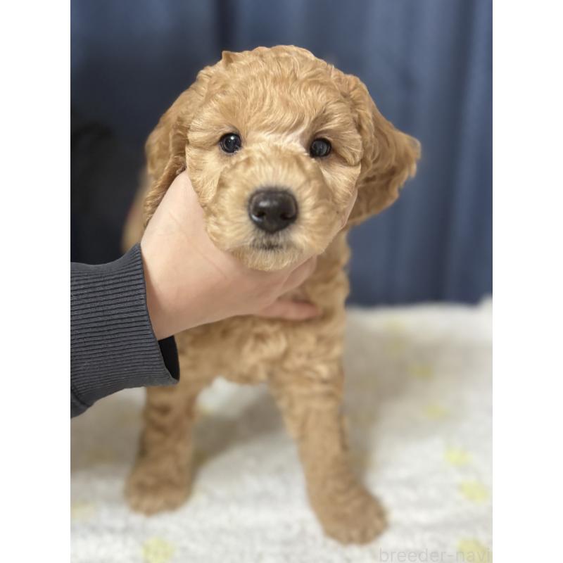 販売中の鹿児島県のミディアムプードル-435332の8枚目