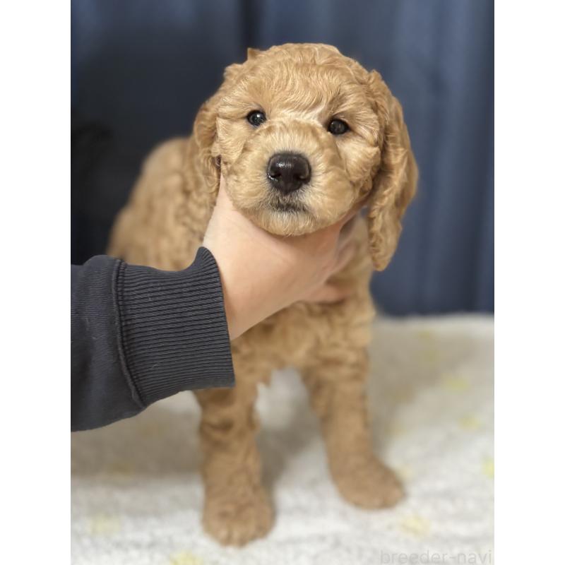 販売中の鹿児島県のミディアムプードル-435332の7枚目