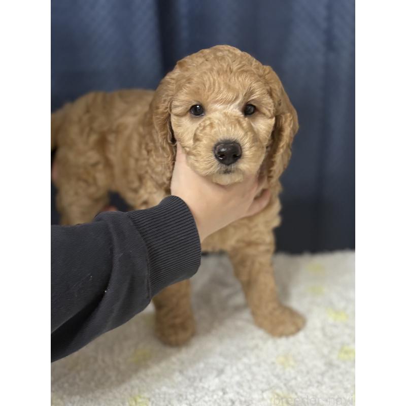 販売中の鹿児島県のミディアムプードル-435332の6枚目