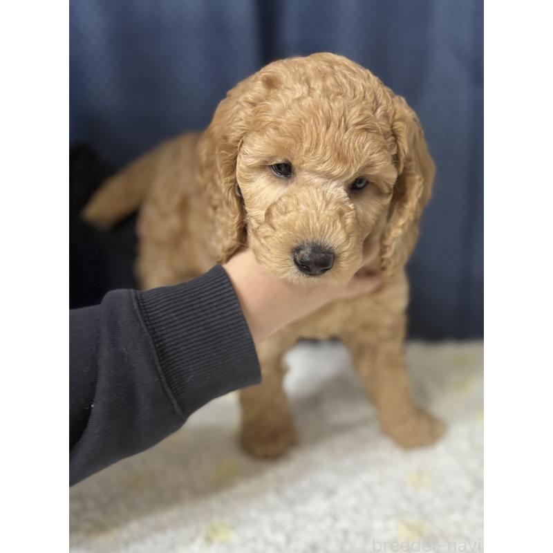 販売中の鹿児島県のミディアムプードル-435332の5枚目