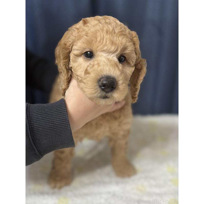 販売中の鹿児島県のミディアムプードル-435332の4枚目