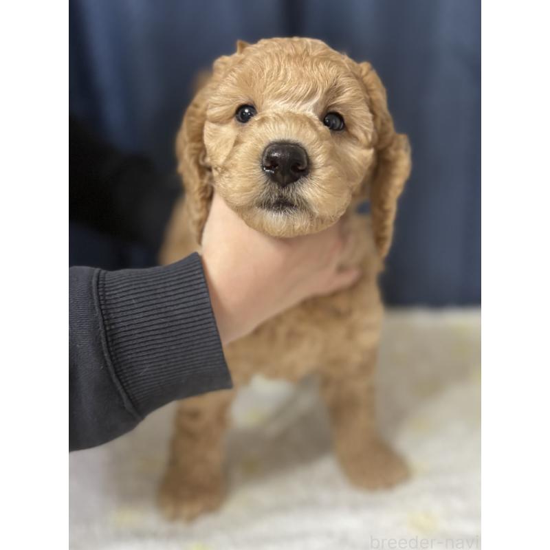 販売中の鹿児島県のミディアムプードル-435332の3枚目