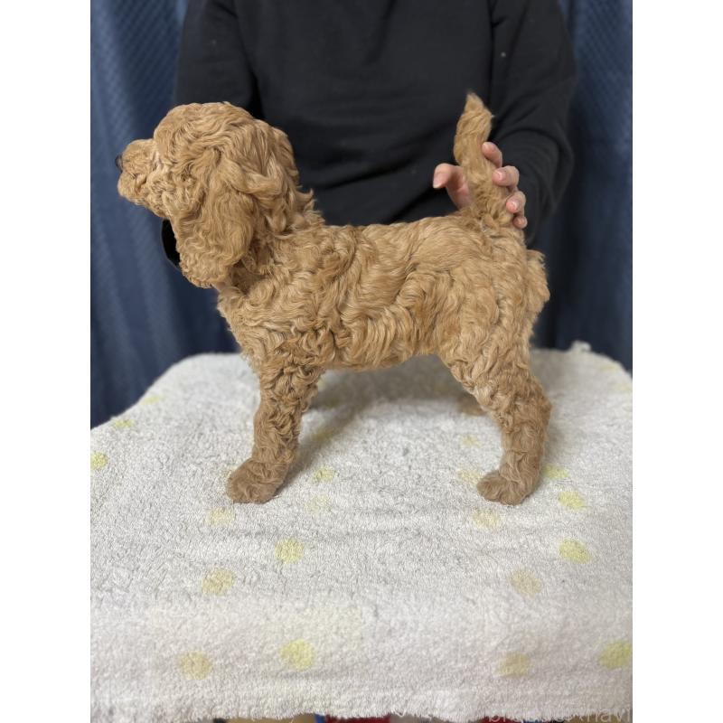 販売中の鹿児島県のミディアムプードル-435332の2枚目