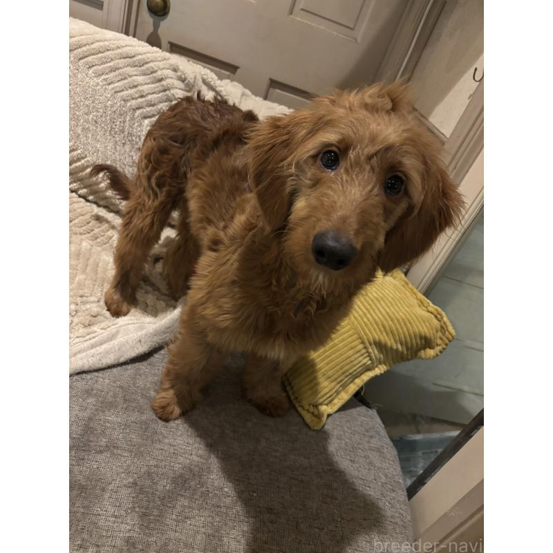 販売中の茨城県のゴールデンドゥードル:ゴールデンレトリーバー×プードル-404137の2枚目