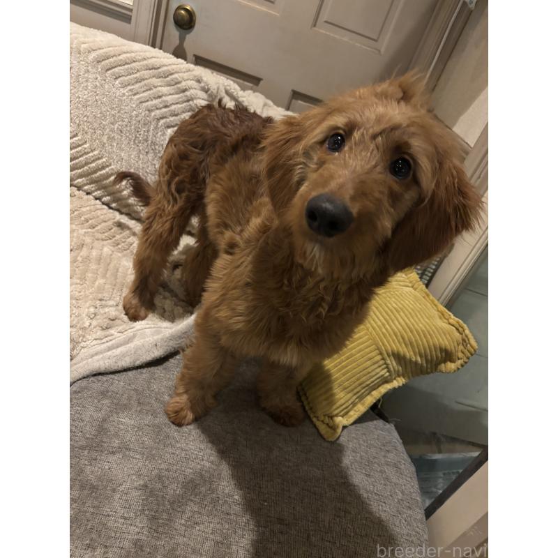 商談中の茨城県のゴールデンドゥードル:ゴールデンレトリーバー×プードル-404137