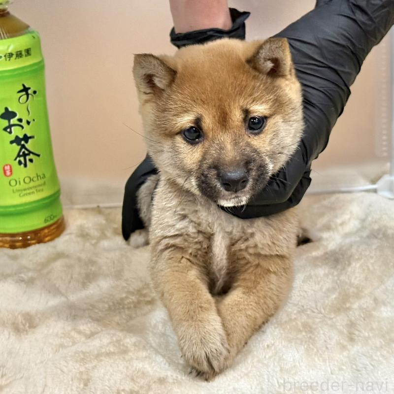 販売中の千葉県の豆柴-431941