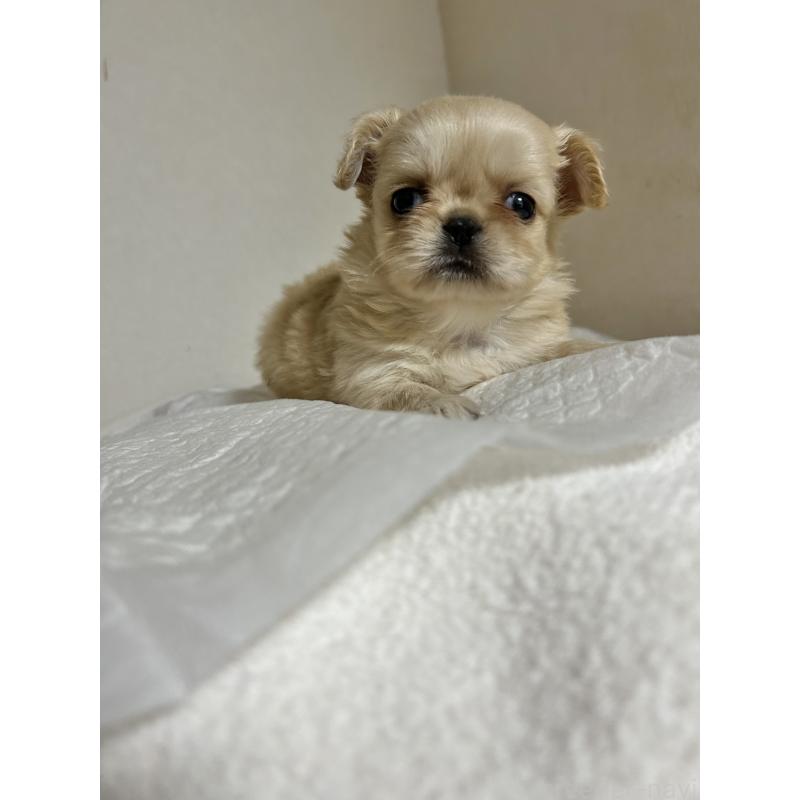 販売中の埼玉県のミックス犬-435341の1枚目