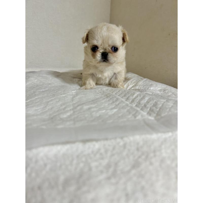 販売中の埼玉県のミックス犬-435342