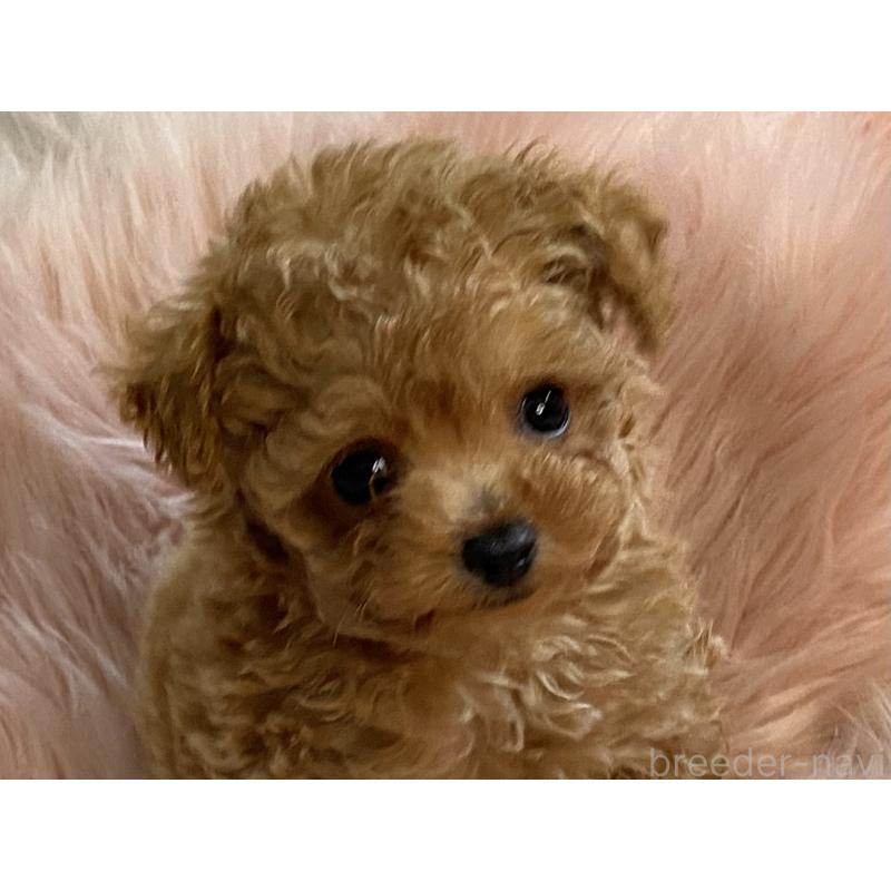 販売中の熊本県のタイニープードル-435343の5枚目