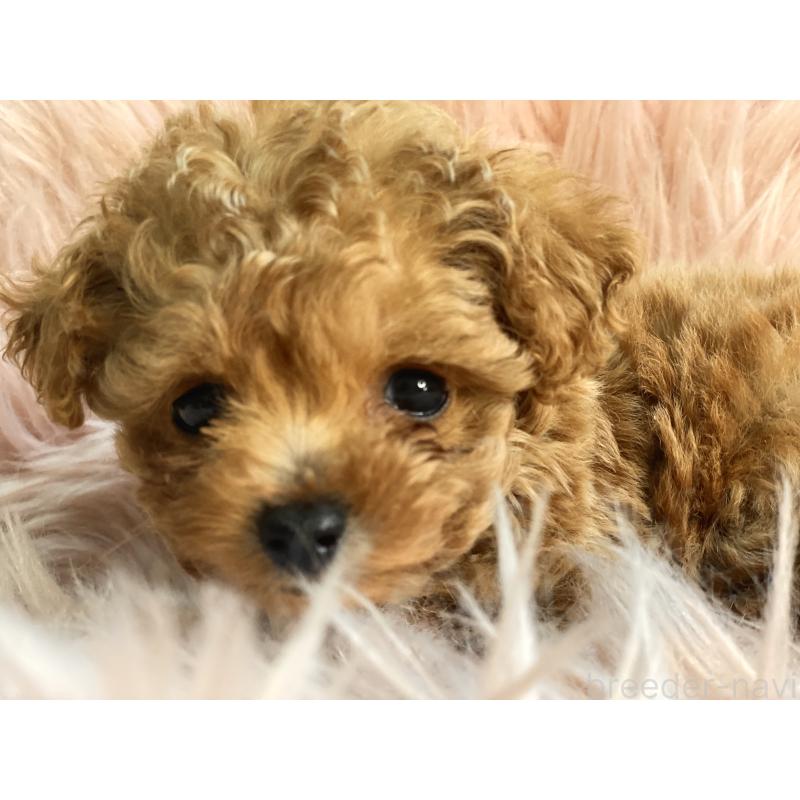 販売中の熊本県のタイニープードル-435343の4枚目