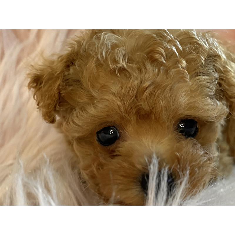 販売中の熊本県のタイニープードル-435343の3枚目