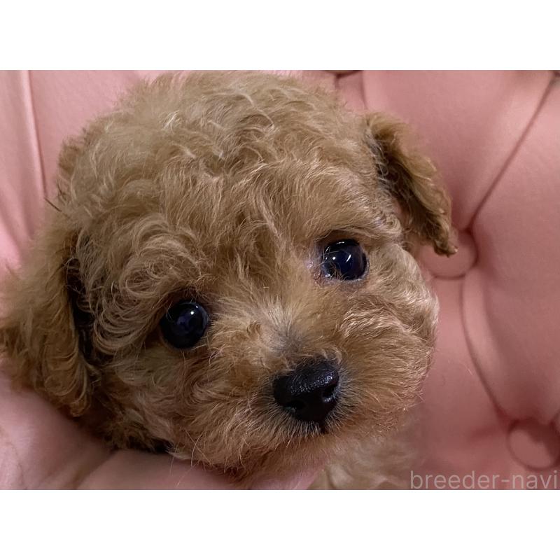 販売中の熊本県のタイニープードル-435343の2枚目