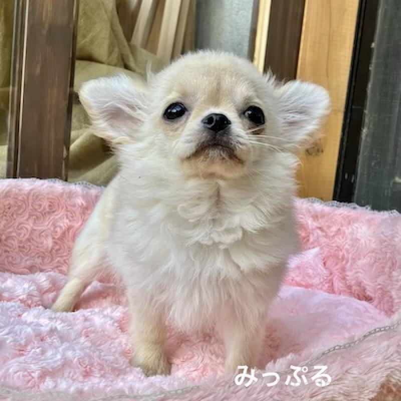 成約済の群馬県のチワワ(ロングコート)-426847の9枚目