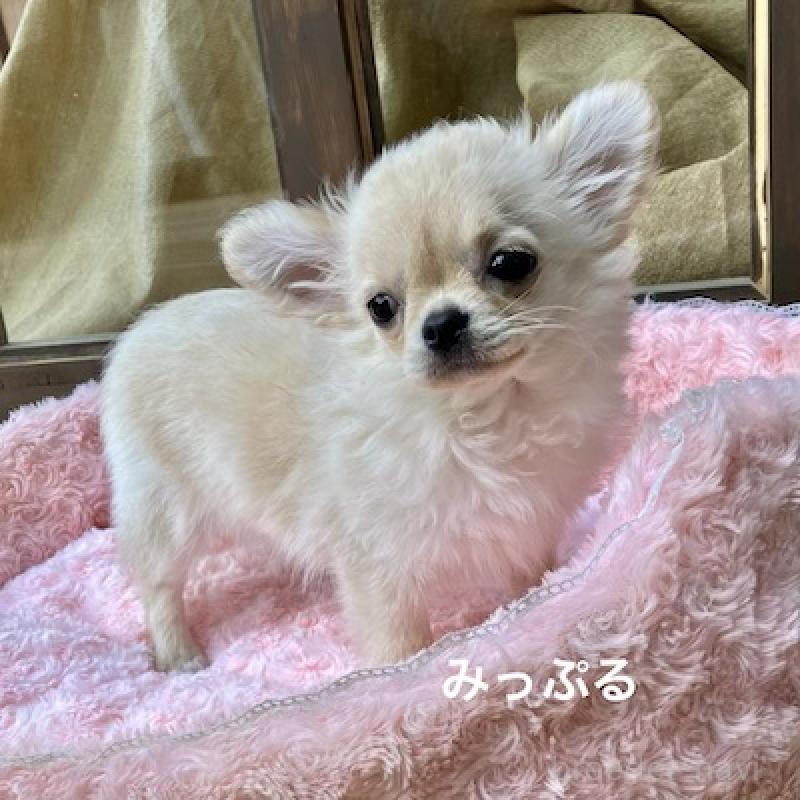 成約済の群馬県のチワワ(ロングコート)-426847の8枚目