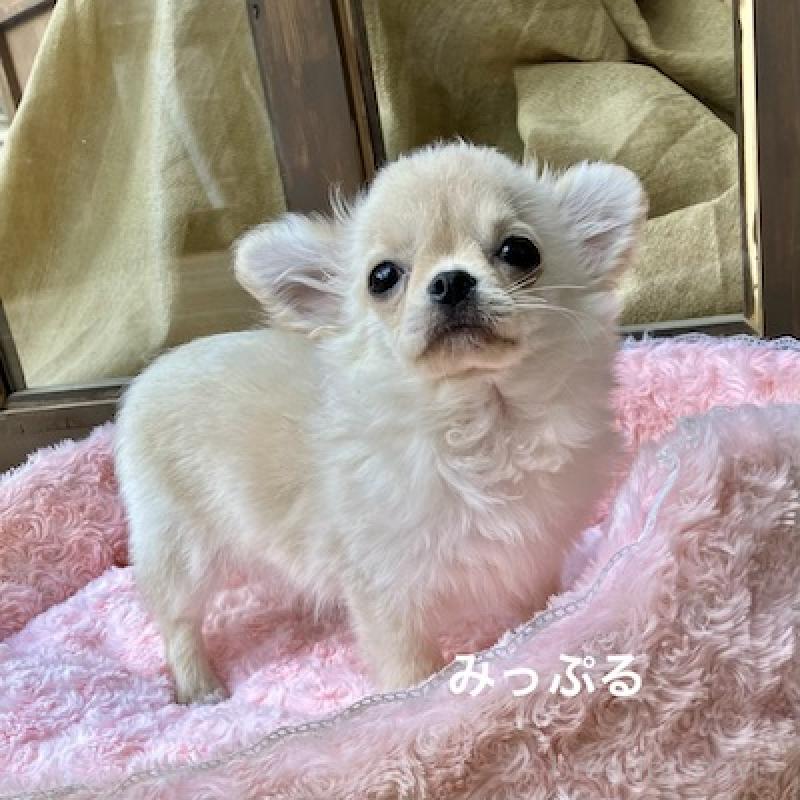 成約済の群馬県のチワワ(ロングコート)-426847の7枚目