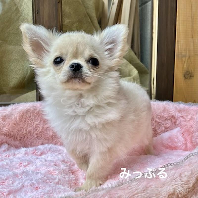 成約済の群馬県のチワワ(ロングコート)-426847の5枚目