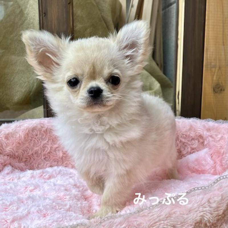 成約済の群馬県のチワワ(ロングコート)-426847の6枚目