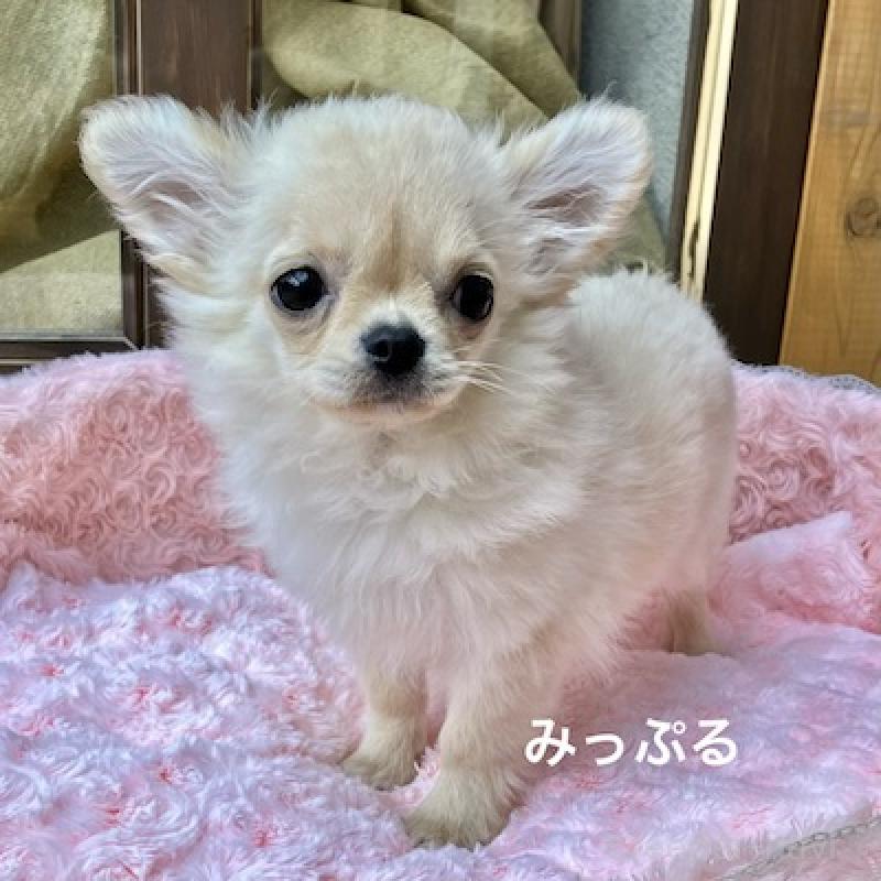 成約済の群馬県のチワワ(ロングコート)-426847の4枚目