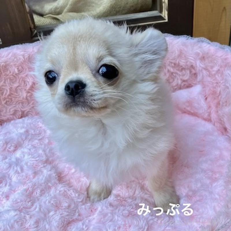 成約済の群馬県のチワワ(ロングコート)-426847の3枚目