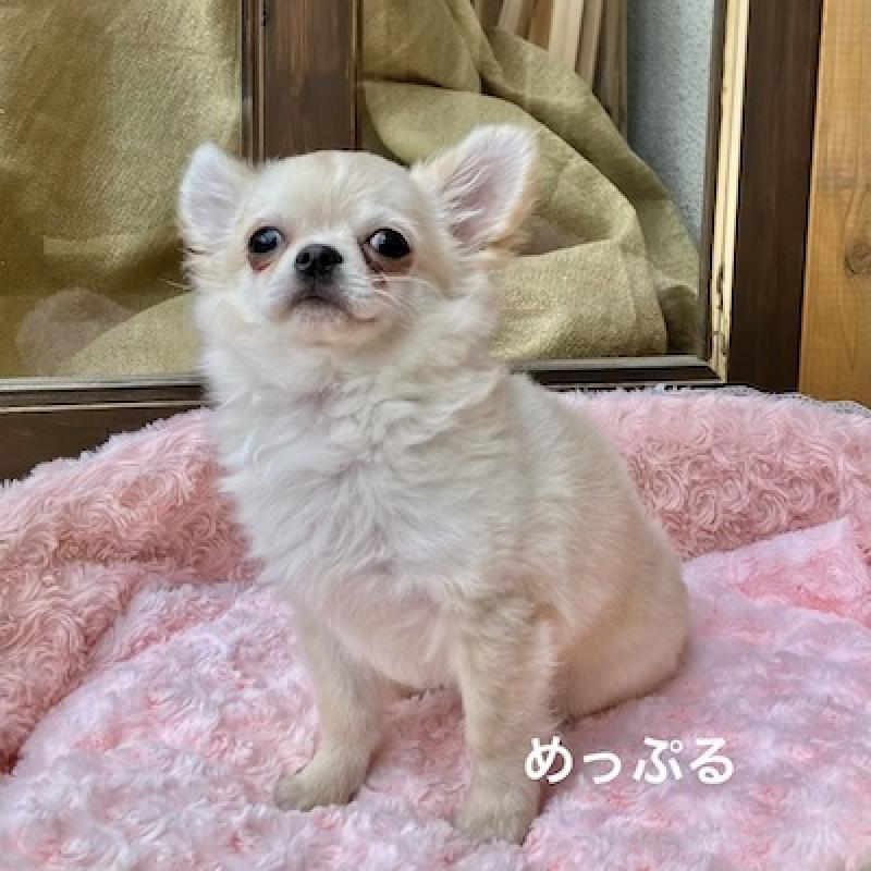 販売中の群馬県のチワワ(ロングコート)-426848の5枚目