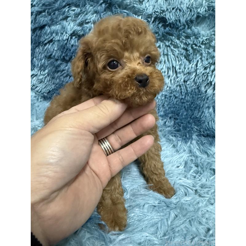 販売中の愛知県のトイプードル-429420の9枚目