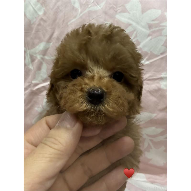 販売中の愛知県のトイプードル-429420の8枚目