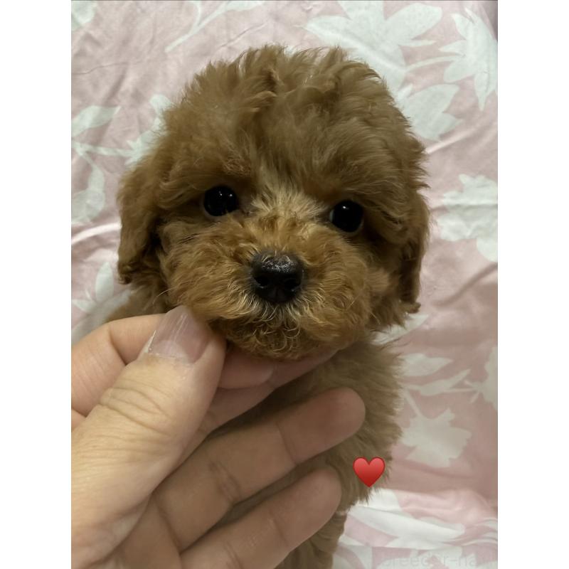 販売中の愛知県のトイプードル-429420の7枚目