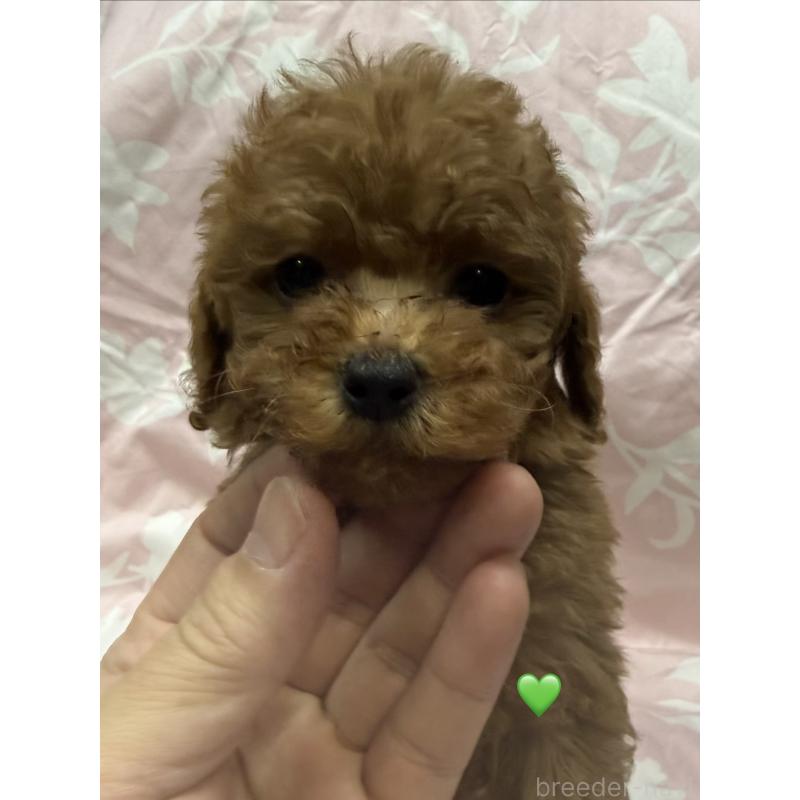 成約済の愛知県のトイプードル-429422の3枚目