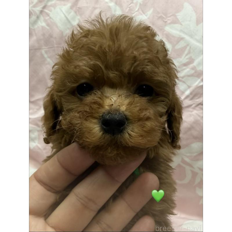 成約済の愛知県のトイプードル-429422の2枚目