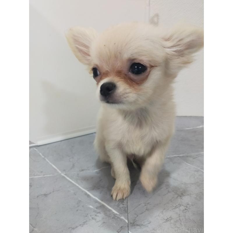 販売中の宮崎県のチワワ(ロングコート)-435345の4枚目