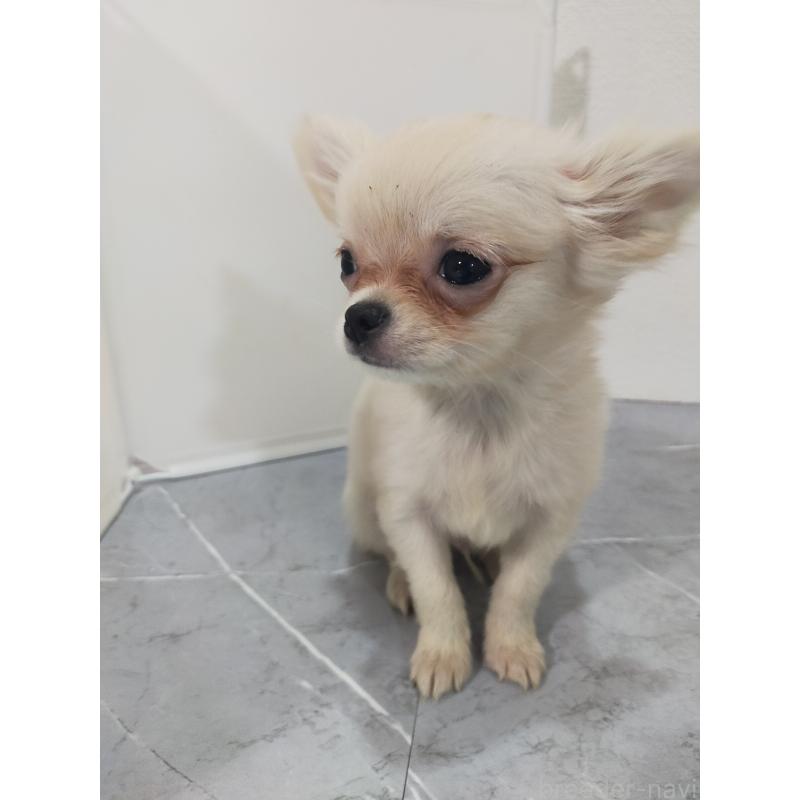 販売中の宮崎県のチワワ(ロングコート)-435345の3枚目