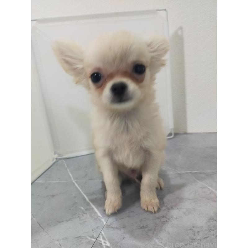 販売中の宮崎県のチワワ(ロングコート)-435345の1枚目